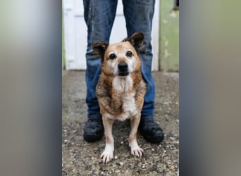 Otto - kleiner Charakterhund