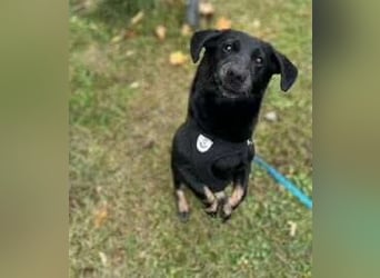 Tyson - umgänglicher kleiner Alltagsbegleiter