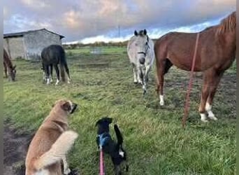 Tyson - umgänglicher kleiner Alltagsbegleiter