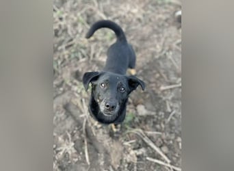 Tyson - umgänglicher kleiner Alltagsbegleiter