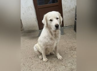 Amelyn - aus Sascut
