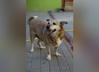 Otto - kleiner Charakterhund