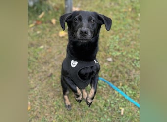 Tyson - klein&freundlich