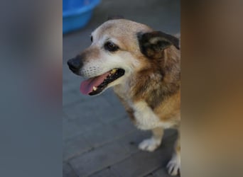 Otto - kleiner Charakterhund