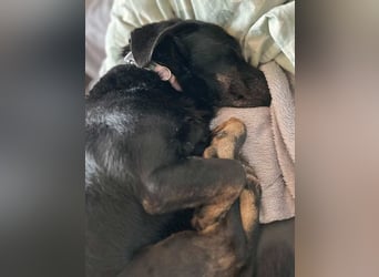 Tyson - umgänglicher kleiner Alltagsbegleiter