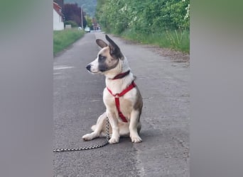 Praline - möchte endlich ankommen