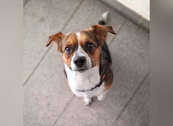 Miska - anfängerfreundlich,kinderlieb,katzenverträglich