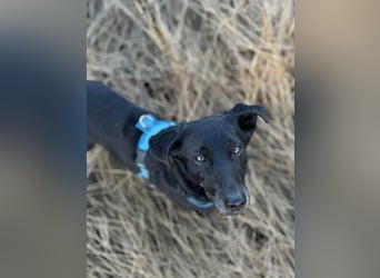 Tyson - klein&freundlich