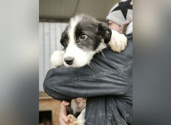 Buddy - sucht Nähe