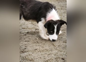 Buddy - sucht Nähe