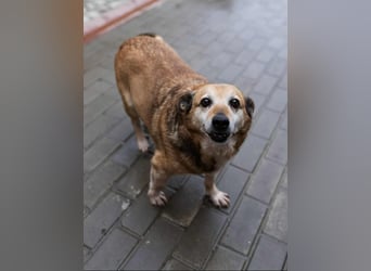 Otto - kleiner Charakterhund