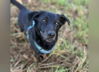 Tyson - umgänglicher kleiner Alltagsbegleiter