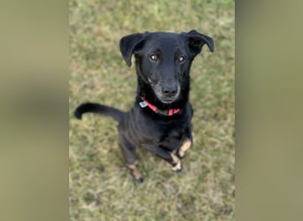 Tyson - umgänglicher kleiner Alltagsbegleiter