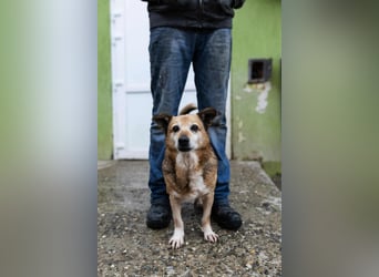 Otto - kleiner Charakterhund