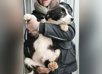 Buddy - sucht Nähe
