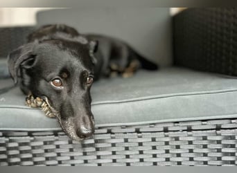 Tyson - umgänglicher kleiner Alltagsbegleiter