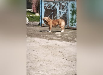 Zira - aus Mangalia