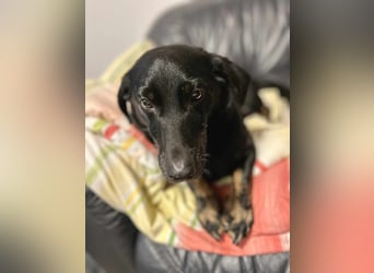 Tyson - klein&freundlich