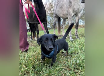 Tyson - klein&freundlich