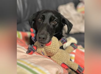 Tyson - klein&freundlich