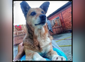 Otto - kleiner Charakterhund