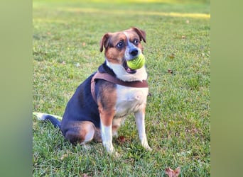 Miska - anfängerfreundlich,kinderlieb,katzenverträglich
