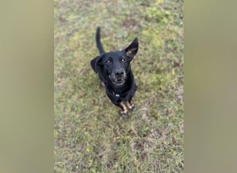 Tyson - klein&freundlich