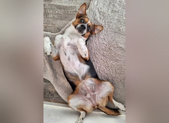 Miska - anfängerfreundlich,kinderlieb,katzenverträglich