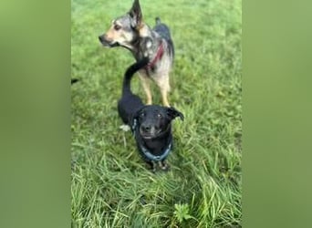 Tyson - umgänglicher kleiner Alltagsbegleiter