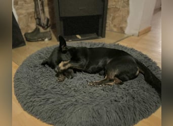 Tyson - umgänglicher kleiner Alltagsbegleiter