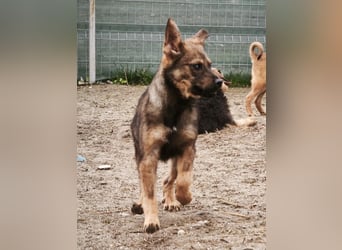Mitschko - ist stark auf Menschen ausgerichtet