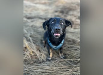 Tyson - umgänglicher kleiner Alltagsbegleiter