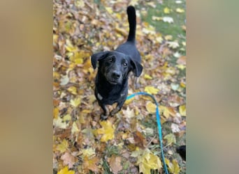 Tyson - umgänglicher kleiner Alltagsbegleiter