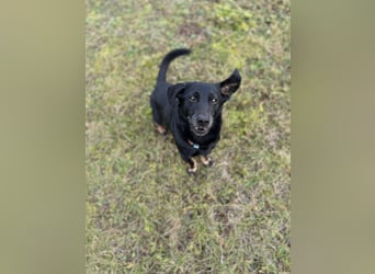 Tyson - klein&freundlich