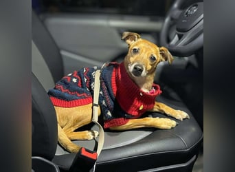 Bailey - aktiv und sensibel