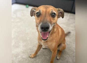 Bailey - aktiv und sensibel