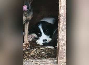 Buddy - sucht Nähe