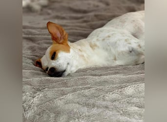 Levi - Little Mister Sunshine