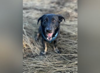 Tyson - klein&freundlich