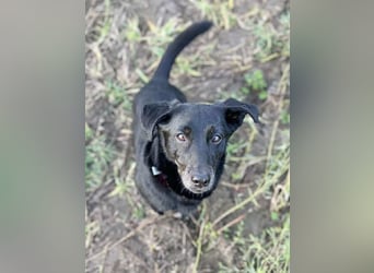 Tyson - umgänglicher kleiner Alltagsbegleiter