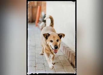 Otto - kleiner Charakterhund