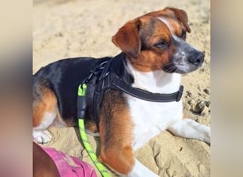 Miska - anfängerfreundlich,kinderlieb,katzenverträglich