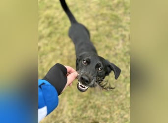 Tyson - klein&freundlich