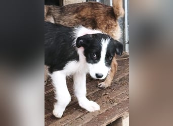 Buddy - sucht Nähe