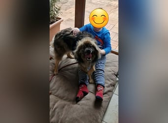 Bucky - ein liebenswerter Bub