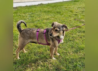 Mary - kleine Mary sucht großes Glück