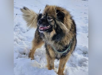 Bucky - ein liebenswerter Bub