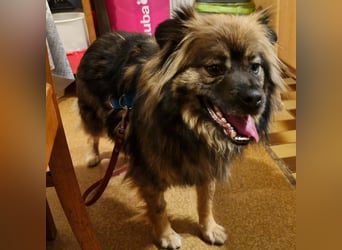 Bucky - ein liebenswerter Bub