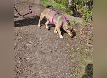 Mary - kleine Mary sucht großes Glück