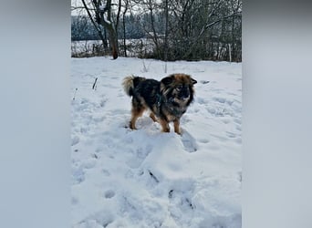 Bucky - ein liebenswerter Bub